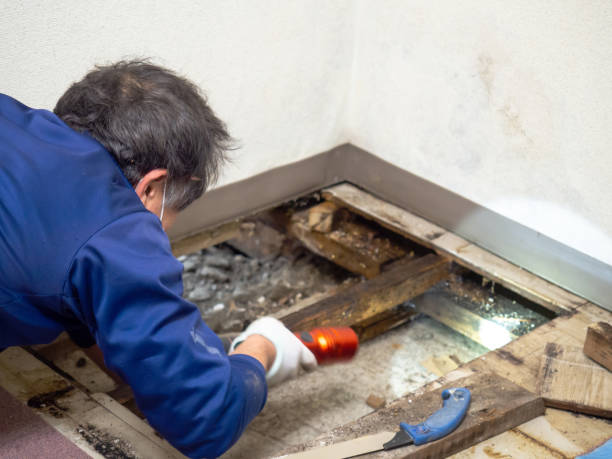 Best Toxic Mold Removal  in Bystrom, CA