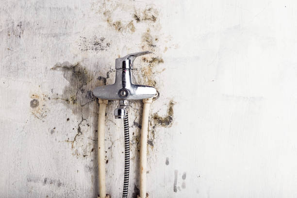 Best Black Mold Removal  in Bystrom, CA