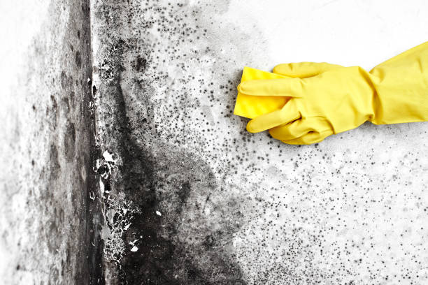 Best Professional Mold Removal  in Bystrom, CA