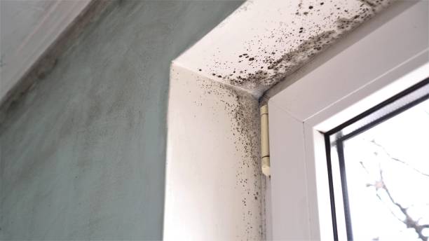 Best Mold Removal Company Near Me  in Bystrom, CA