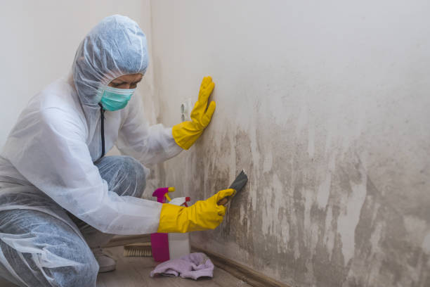 Best Mold Testing and Removal  in Bystrom, CA