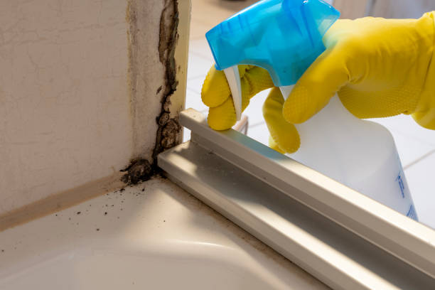 Best Mold Damage Repair  in Bystrom, CA
