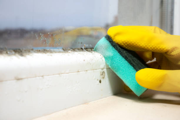 Best Mold Removal Near Me  in Bystrom, CA