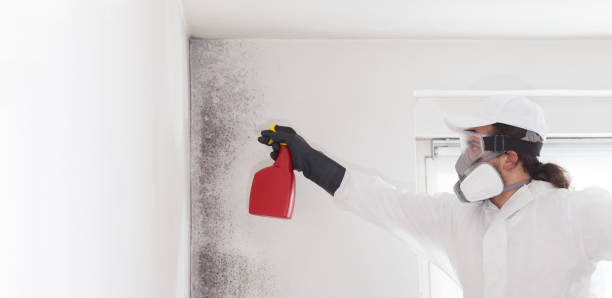 Best Affordable Mold Removal  in Bystrom, CA