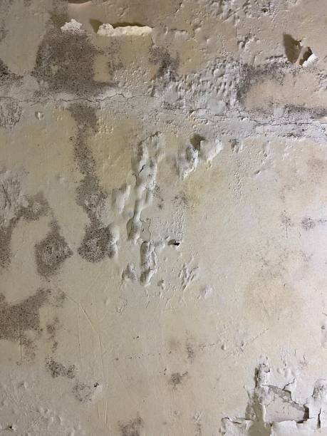 Best Home Mold Removal  in Bystrom, CA