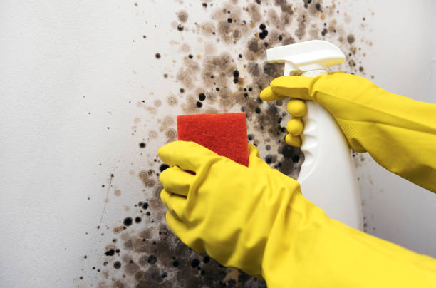 Crawl Space Mold Removal in Bystrom, CA