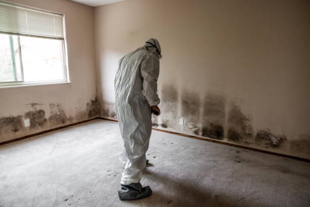 Bystrom, CA Mold Removal Company