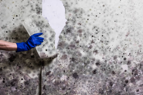 Mold Removal and Inspection in Bystrom, CA