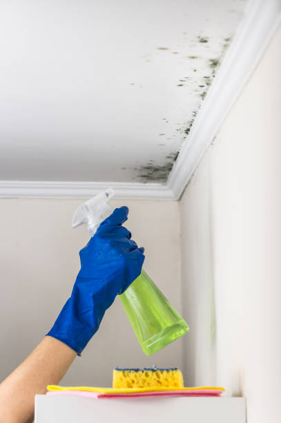Best Mold Removal Near Me  in Bystrom, CA