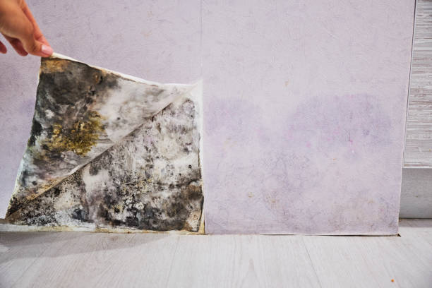 Best Home Mold Removal  in Bystrom, CA